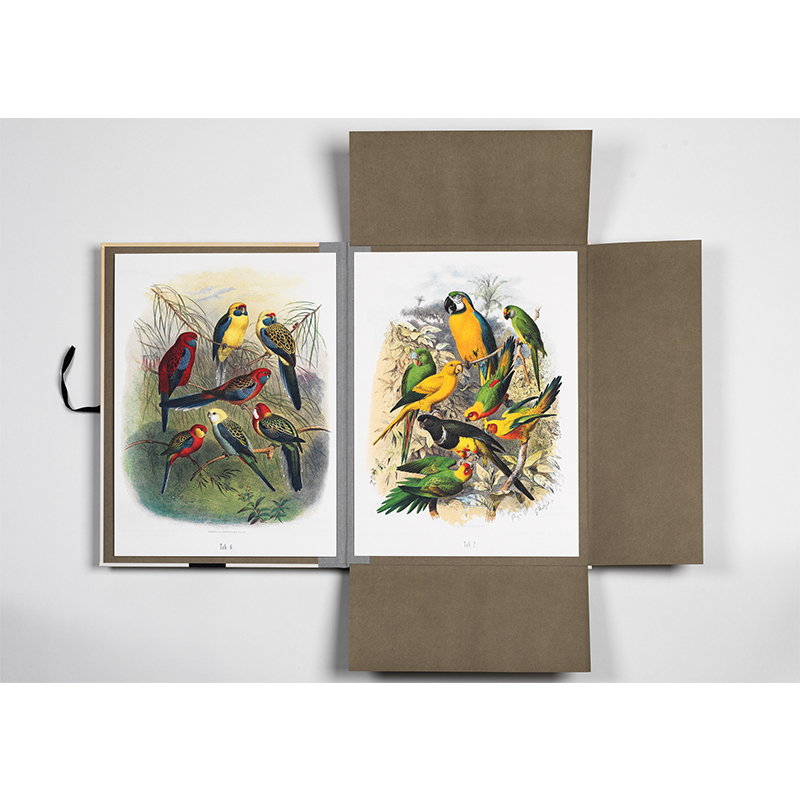 PEPIN PRESS Art Portfolios TROPICAL BIRD PRINTS 